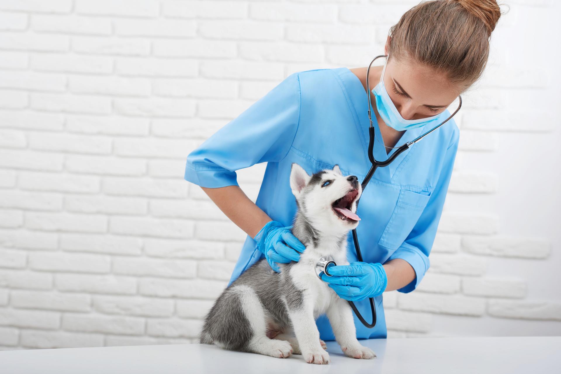 Veterinarian examining little husky puppy
