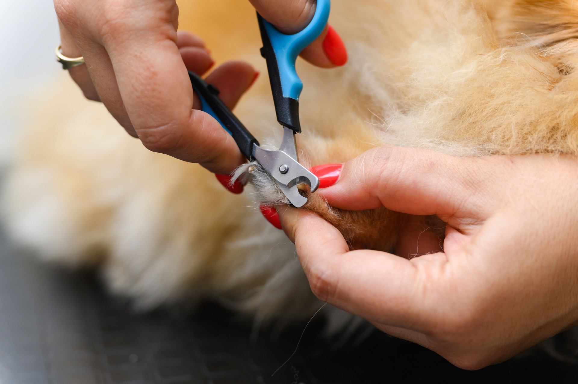 Dog is trimmed with claws in the pet salon.