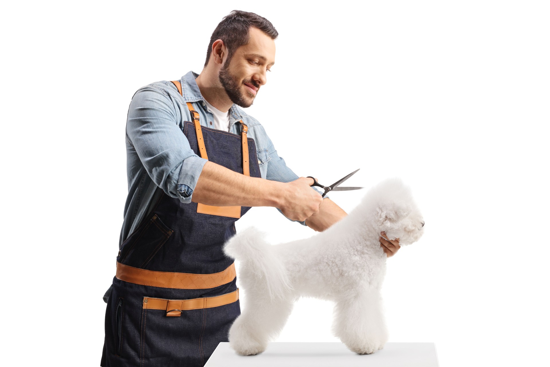 Professional male pet groomer holding scissors and grooming a bichon frise dog