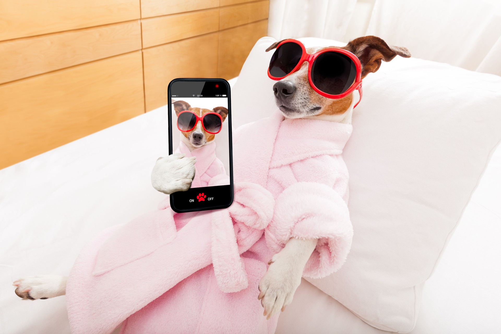 dog spa wellness