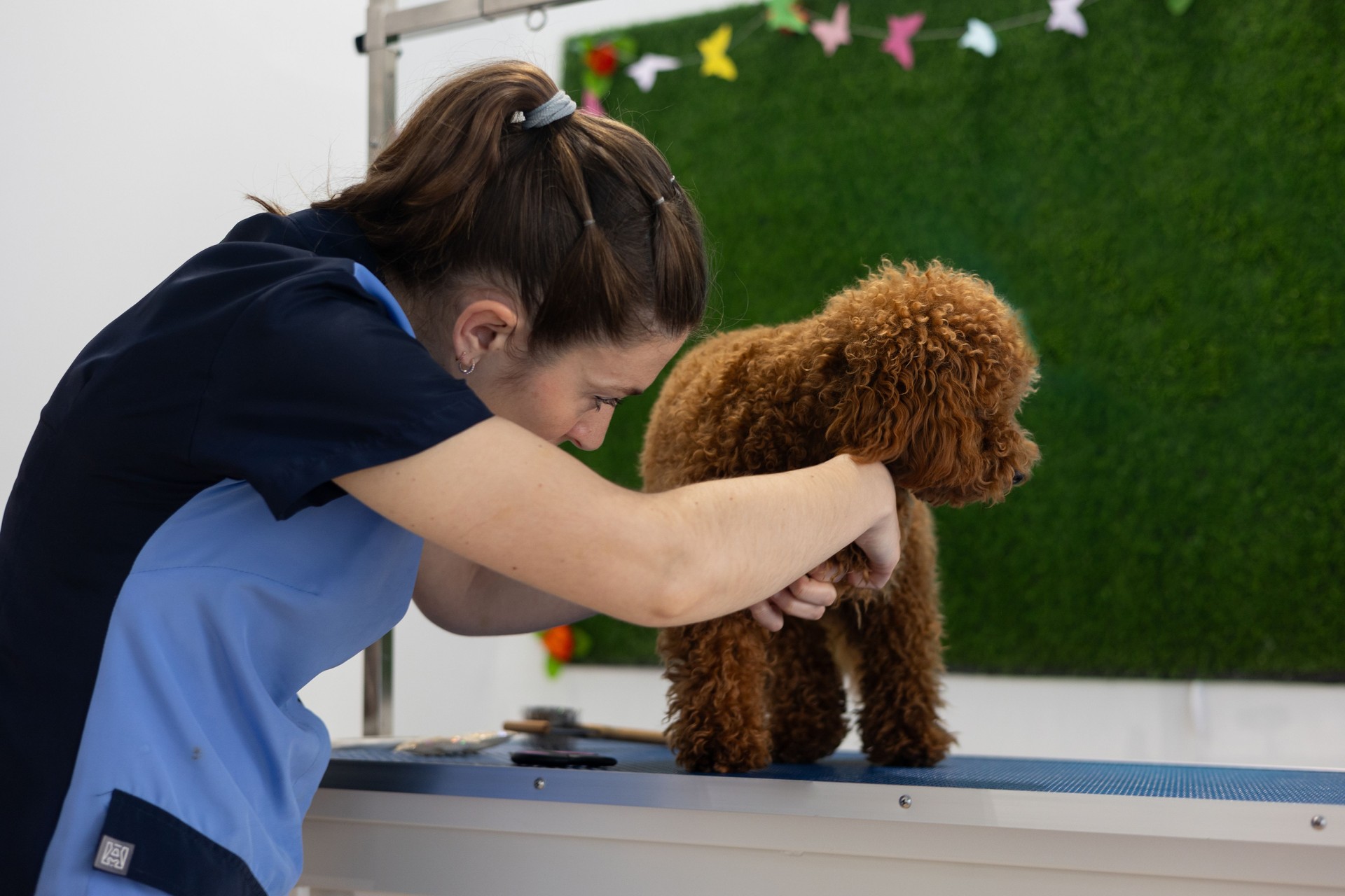 Dog groomer carefully holding small canine paw, trimming nails during professional grooming session