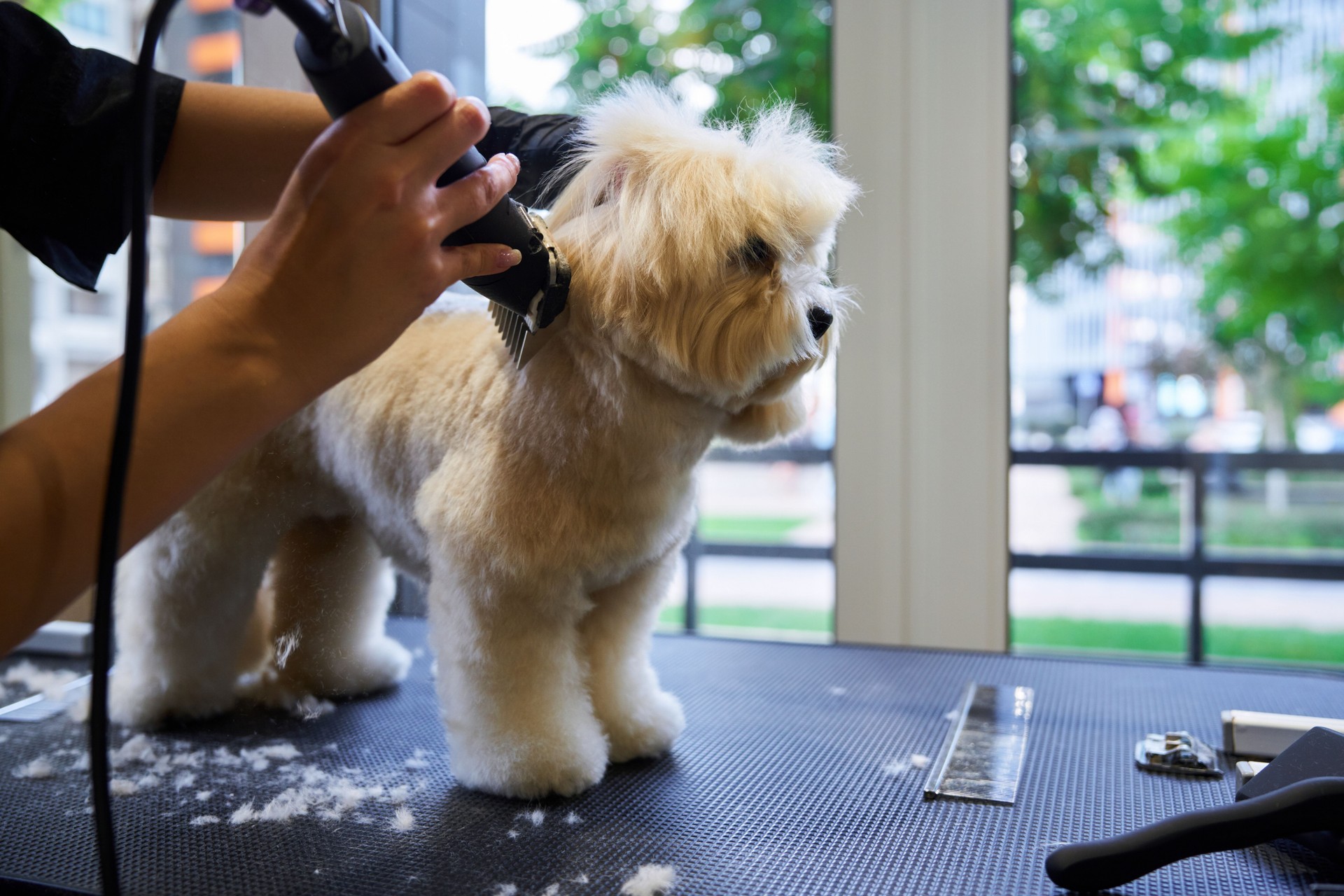 Grooming a fluffy dog in a modern pet salon on a sunny day
