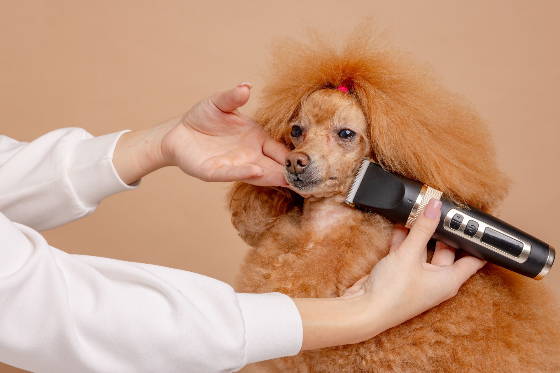 A woman is grooming a poodle, trimming its fur with a clipper