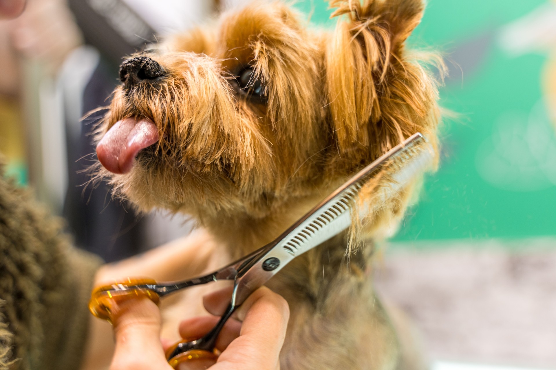 Little  dog in a dog beauty salon